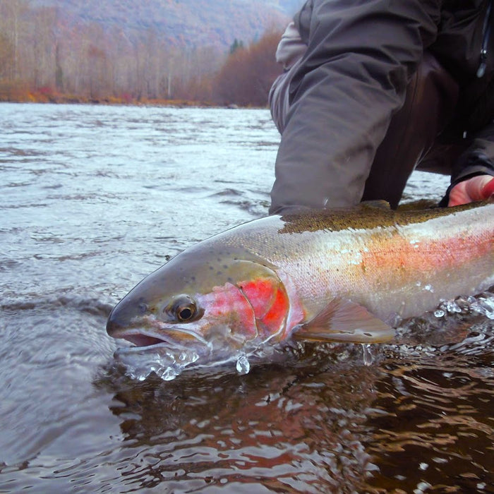 Steelhead Overview