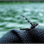 Lake Trout Food Sources