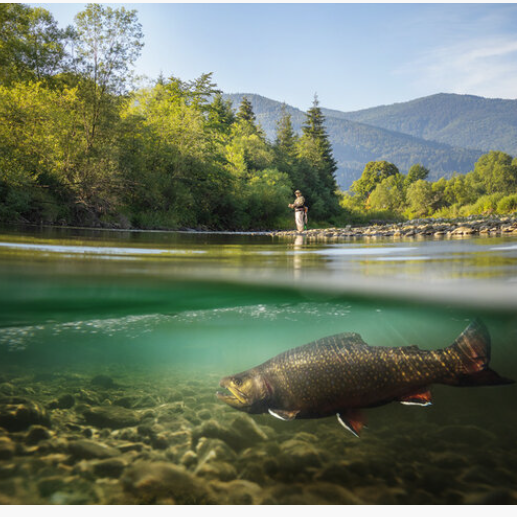 Dry Fly vs. Nymph: How to Choose the Right One for the Day