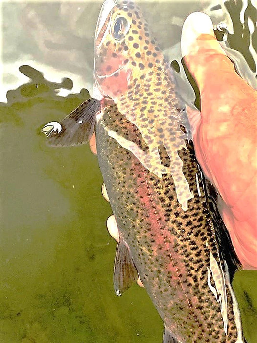 Blue Wings and March Browns- Different hatches require different strategies