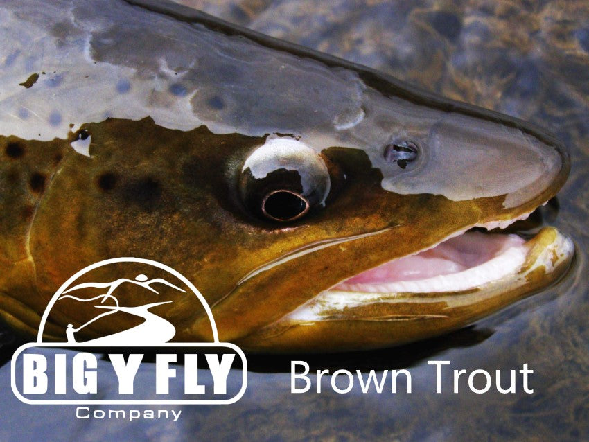 Brown Trout
