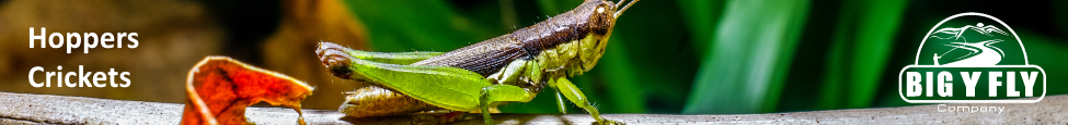 Hoppers & Crickets