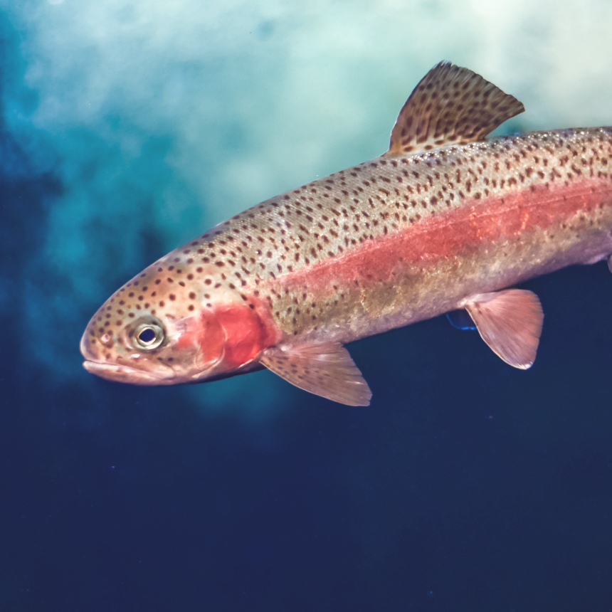 Best Selling Trout Flies