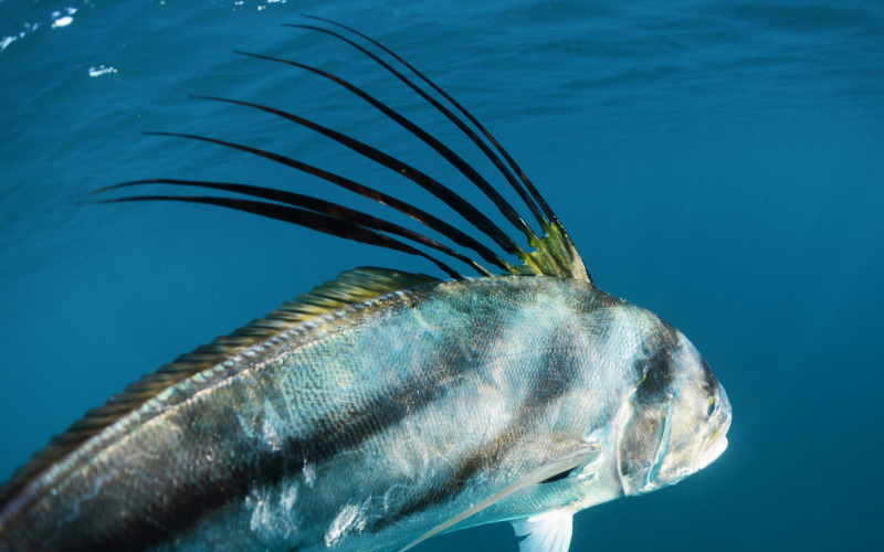 Its all about the Roosters