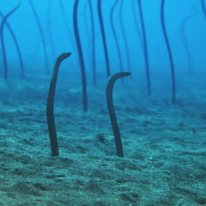 Saltwater Eels