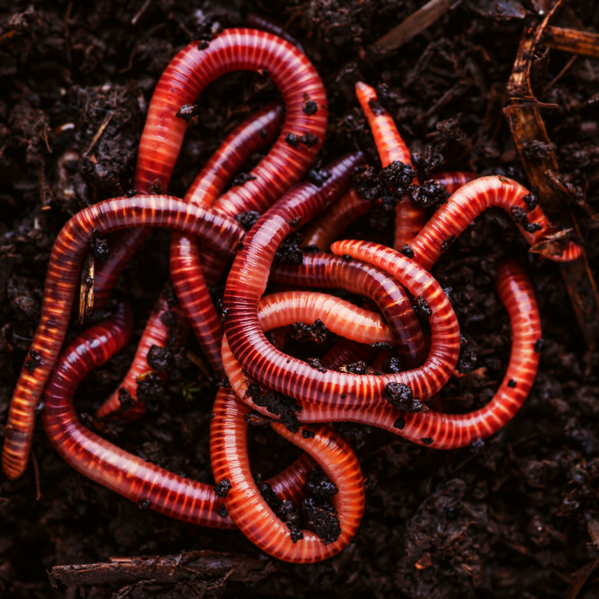 Worms