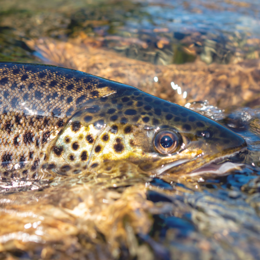 Brown Trout