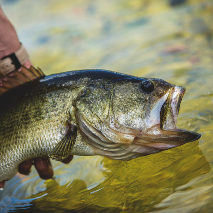 Largemouth Bass