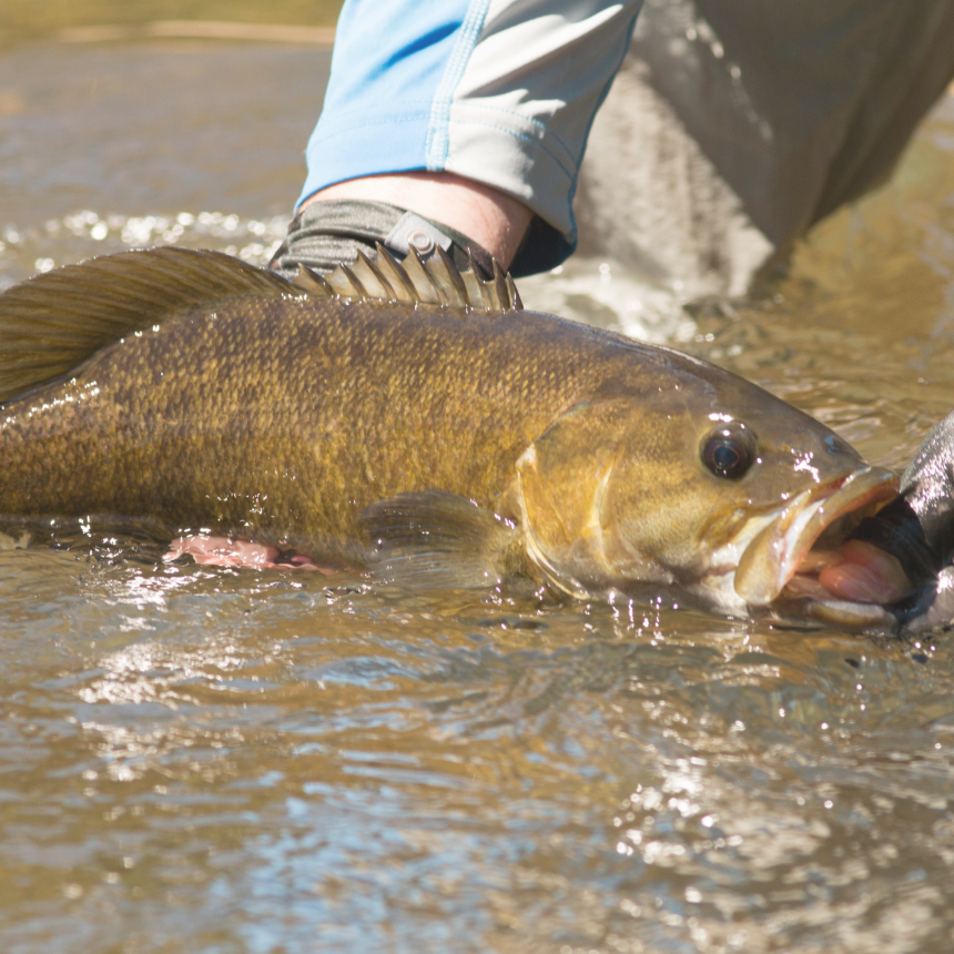 Smallmouth Bass