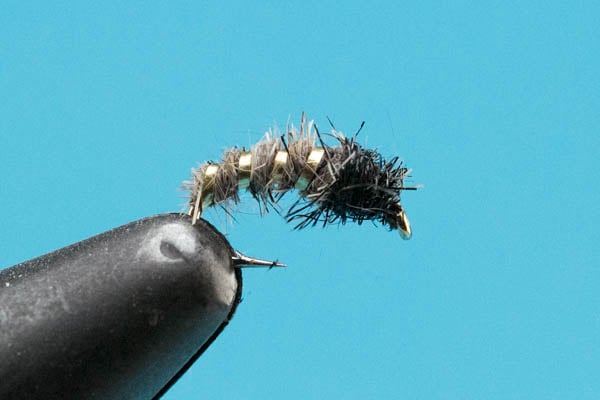 Caddis