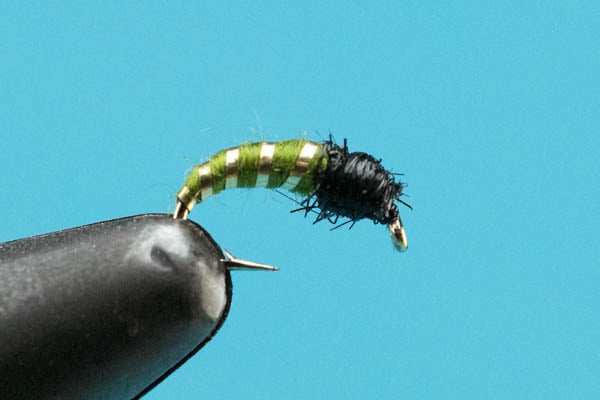 Caddis