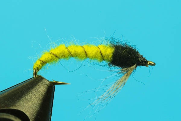 Caddis Larva
