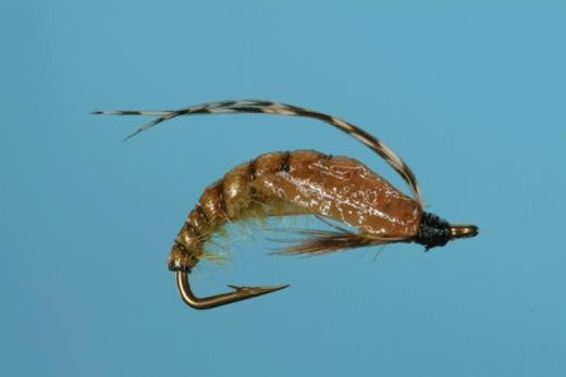Caddis Pupa - Crawling - Solitude