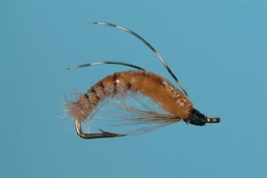 Caddis Pupa - Crawling - Solitude