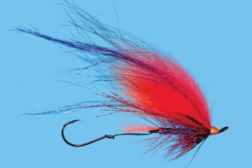 Foxee Dog - Solitude