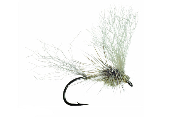 Morrish's May Day - Umpqua