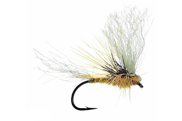 Morrish's May Day - Umpqua