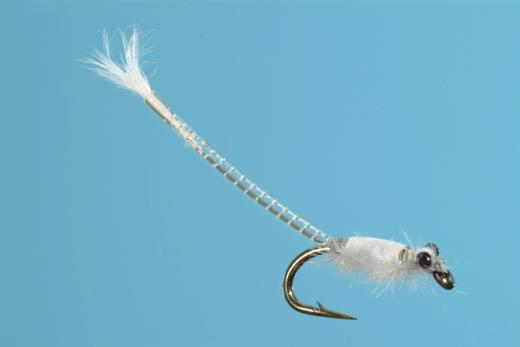 Stalcup's Mysis Shrimp - Solitude