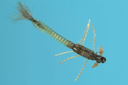 Stalcup's Ultra Damsel Nymph - Solitude