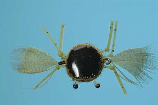 Sumo Crab - Solitude