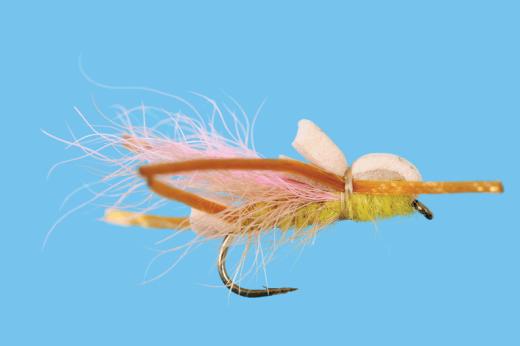 Larimer's Yellow Sallie - Solitude