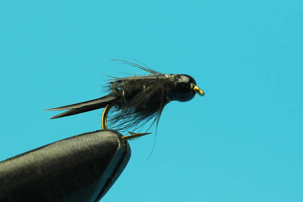 Black Prince - Tungsten