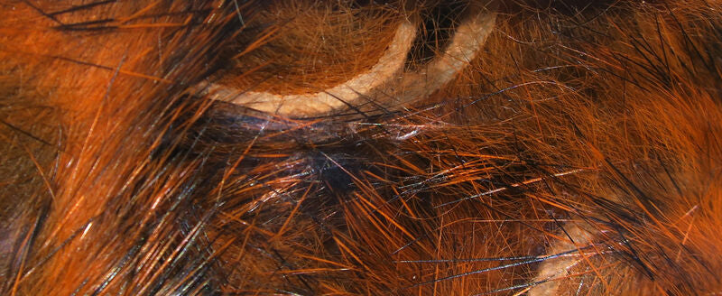 Micro Pulsator Strips--Hareline